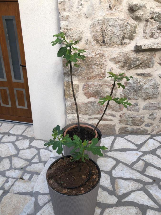 Old Town Apartment Tonka Hvar Town Bagian luar foto
